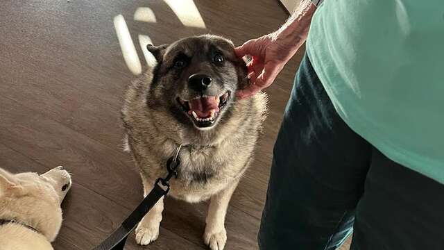 Chiens de traineau médiateurs - Travel Dog