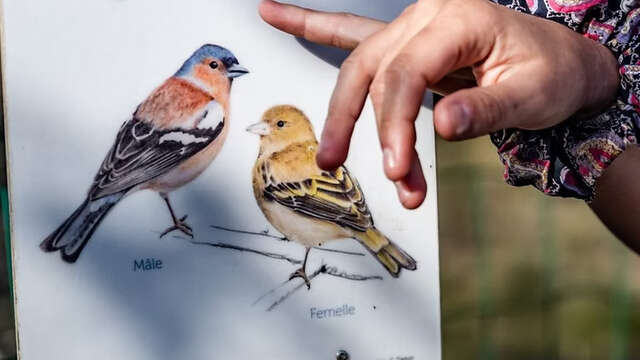 Rando FIRA : 2206-1 – Balade ornithologique