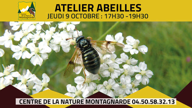 Atelier d'initiation  à la reconnaissance des abeilles sauvages