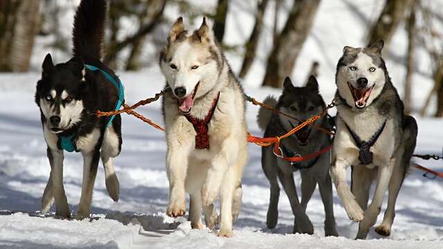 Baptême en traîneau à chiens et cani-rando par l'ESF