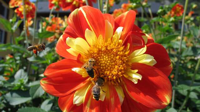 La Ruche - Docteur l'Abeille