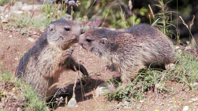 APEVM - Association pour la Protection, l'Etude et la Valorisation des Marmottes