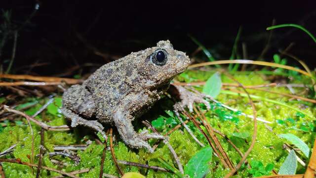 Safari nocturno: un verano con los ecoguardas