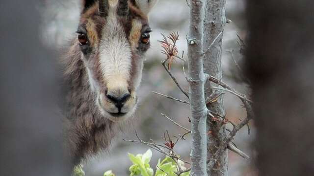 "Die Augen offen halten, die Ohren spitzen, der Spur folgen...". - Treffpunkt Park 2026