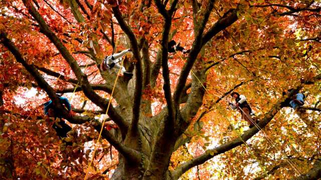 Un voyage vertical : grimpe encadrée dans les arbres