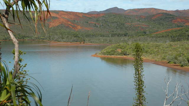 GR® NC1 Stage n°1: from Prony to the Neocallitropsis refuge