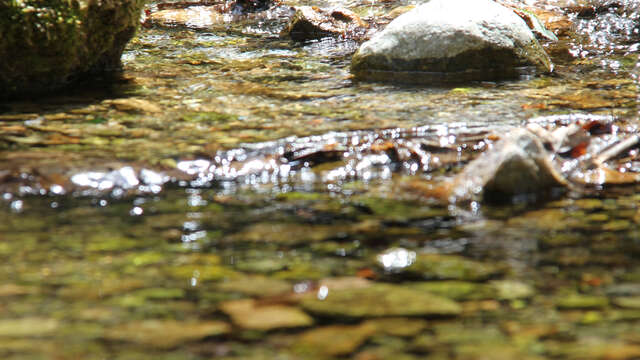 Au coeur du Parc de la Sainte-Baume - 1/2 journée