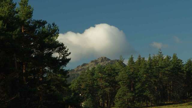 Lectures sous l'arbre