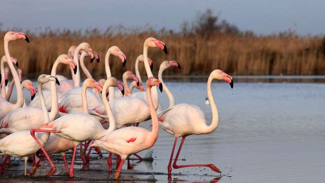Parc Ornithologique de Pont de Gau