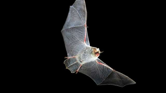 Animation découverte de la chauve-souris