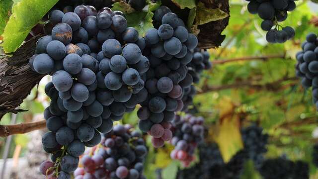De la vigne au Verre