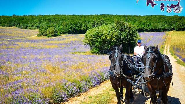 Balade en calèche avec L'Or des Lavandes