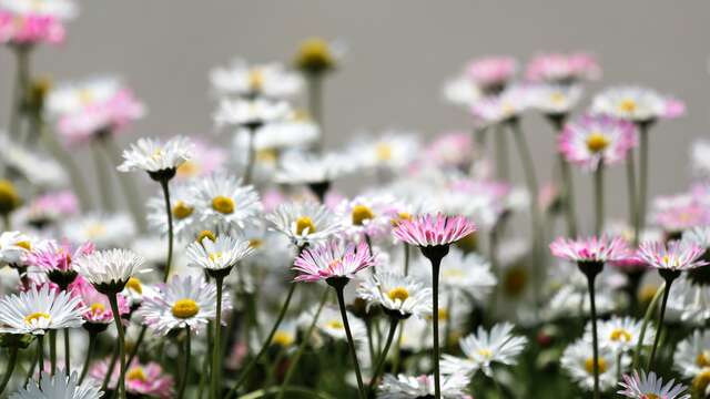 Pâte fimo fleur - atelier