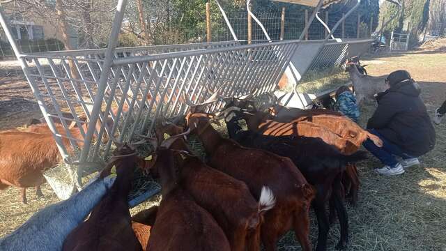 Vom Melken bis zum Teller: Ein Tag auf dem Bauernhof