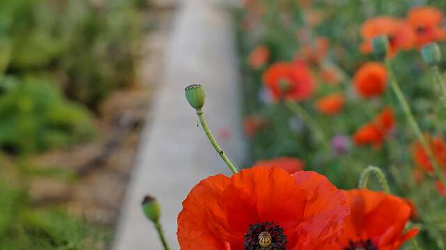 Avignon : côté jardins