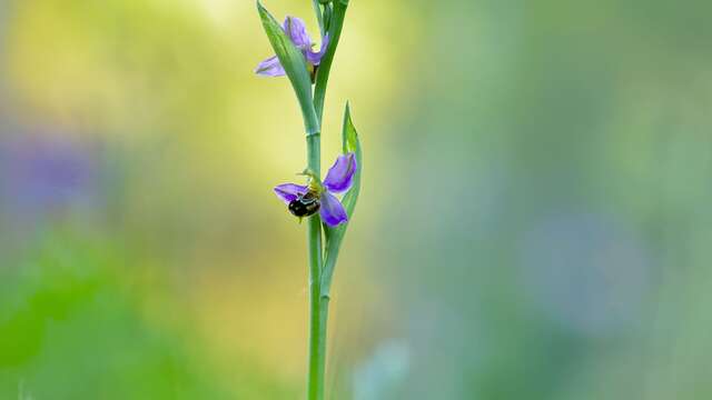 Exposition : Biodiversités