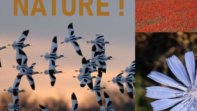 Sortie « Objectif Nature » - Marais de Loix