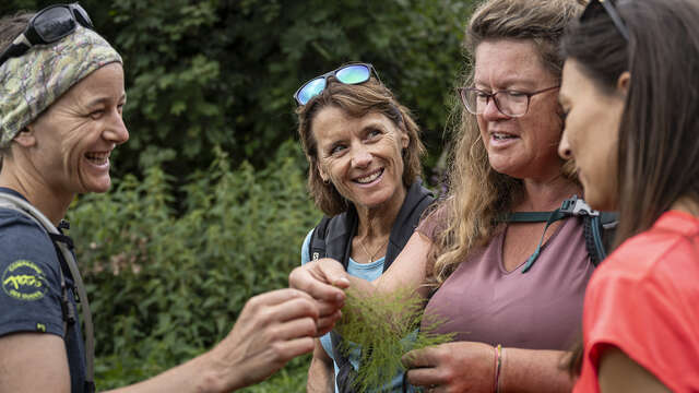 Randonnée : plantes culinaires et comestibles