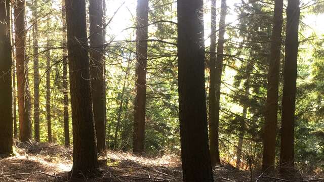 Sentier Les chemins de traverse