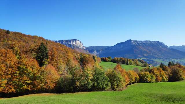 Randonnée à la découverte des forêts de montagne - 1/2 journée