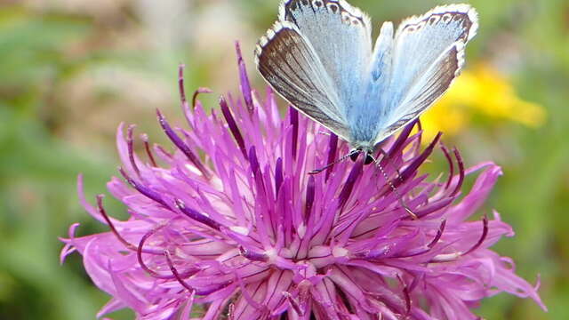 L'effet papillon