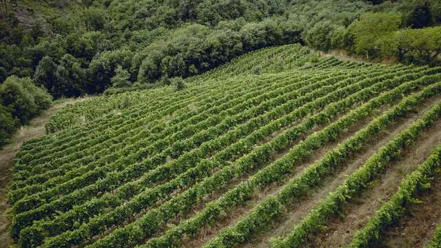 Rando wine (Camp. L' Oasis/ Les Bardes)