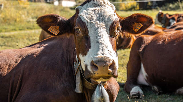 Randonnée pastoralisme