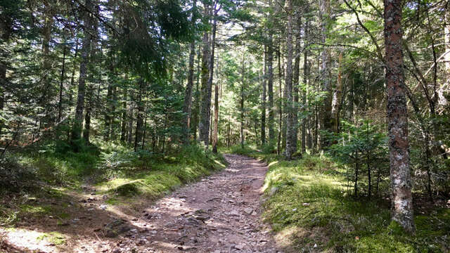 Parcours 7 - Les brebis
