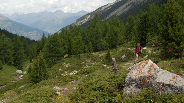 Le Bois des Ayes