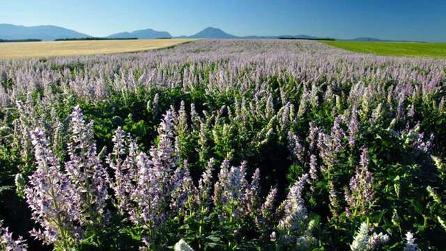 Excursion : Un après-midi près des lavandes - LT2