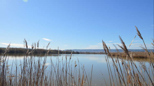 Marignane : Randonnée Nature La Petite Camargue