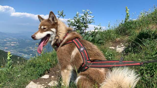 Journée multi-activités : cani rando, sculpture sur bois