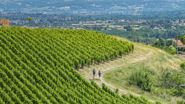 Séjour Via Sancti Martini au cœur des Vignobles en Loire Volcanique - 5 jours/4 nuits
