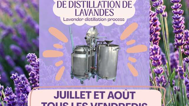 Démonstration de distillation de lavandes