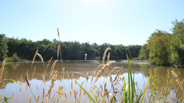 Randonnée entre deux zones humides bressanes