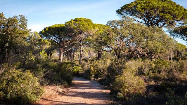 Randonnée forêt Raphèle