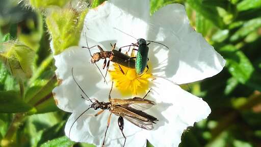 Balade - La danse du printemps