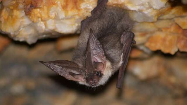Point rencontre : Les chauves-souris (Porquerolles)