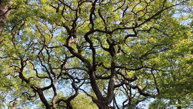Les arbres remarquables - forêt de Marly