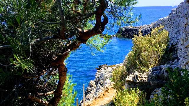 Sentier du littoral au cap d'Antibes (Tirepoil)