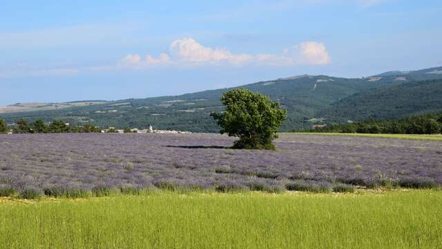 Distillerie Aroma'Plantes