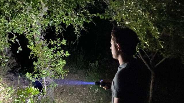 Night walk: the secret life of the forest