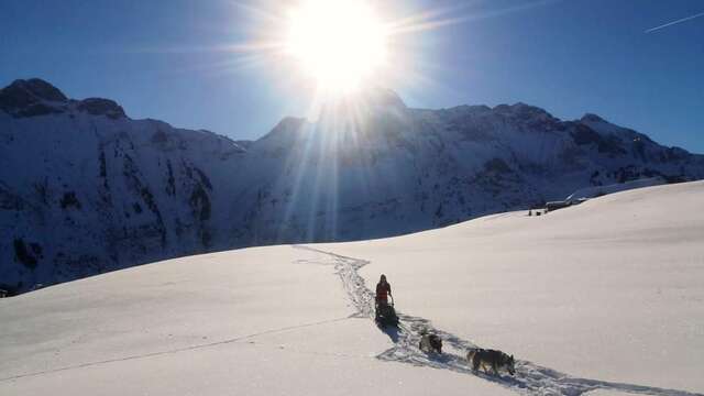 L'expé-rience nordique - cani-balade adulte