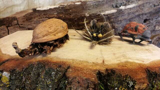 Les ENS fêtent la nature