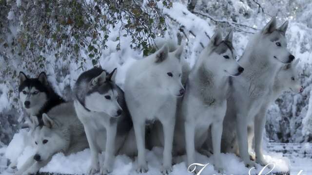 Cani rando avec Zou.Loups Canins