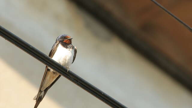 Inventaire participatif des oiseaux du bâti - Cycle