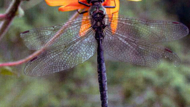 Children's entertainment: discovering the flowers and insects of our mountains