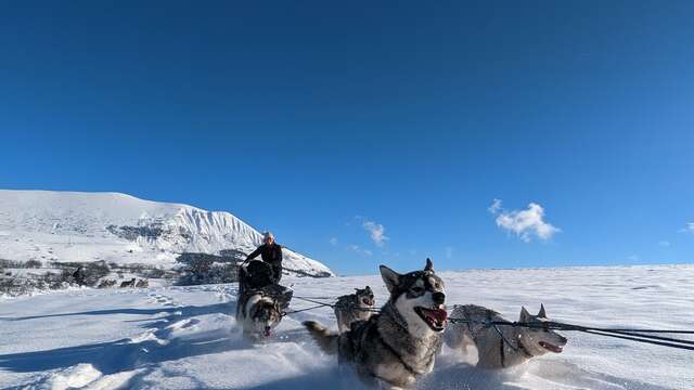 Chiens de traîneau - Travel Dog
