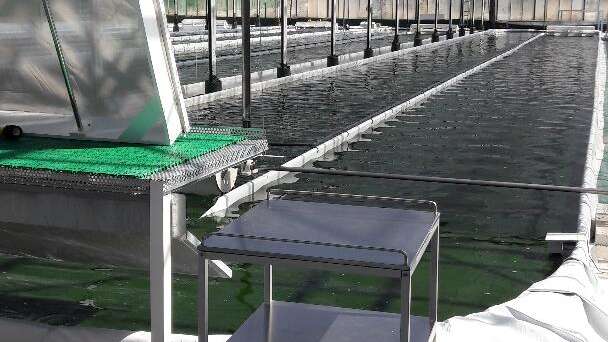 Spiruline Clos Sainte Aurore