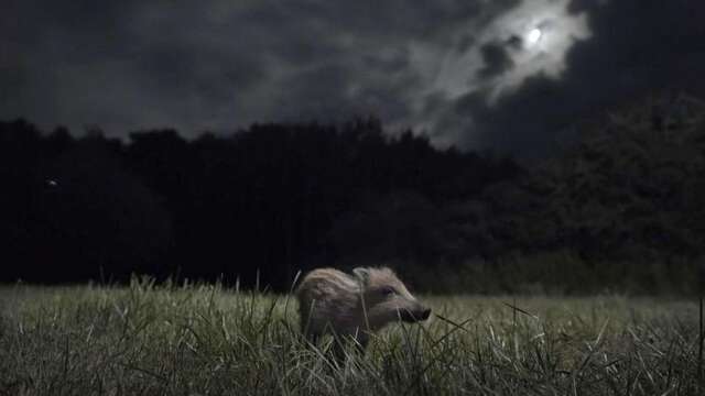 Soirée ciné nature "La Nuit des Animaux"